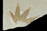Fossil Sycamore And Maple Leaves - Green River Formation, Utah #117988-2